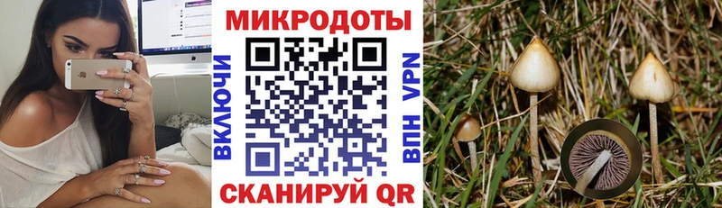 Псилоцибиновые грибы Psilocybe Холм